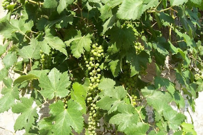 Vitis vinifera,
common grapevine,
echter Weinstock,
European grape,
grape,
grapevine,
Rebe,
Roseinekaerne,
uva,
videira,
Vite comune,
wild grape,
wine grape