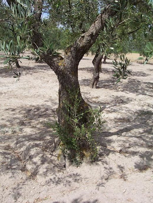 Olea europaea,
African olive,
azeitona,
European olive,
mzaituni,
mzeituni,
Oleastro,
olive,
olive-leaf,
oliveira,
olivier