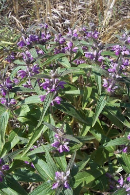 Phlomis herba-venti,
Salvione roseo