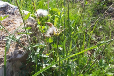 Reichardia picroides,
Caccialebbra,
Caccialepre,
common brighteyes,
Common Reichardia,
Grattalingua comune,
Latticino