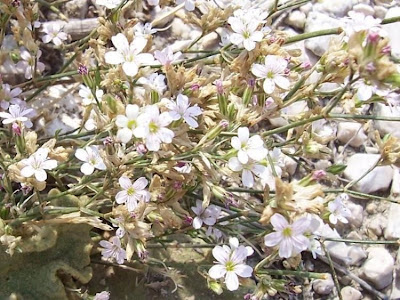 Petrorhagia saxifraga,
coat-flower,
Garofanina spaccasassi,
saxifrage pink,
saxifrage-pink,
tunic-flower,
Tunicflower