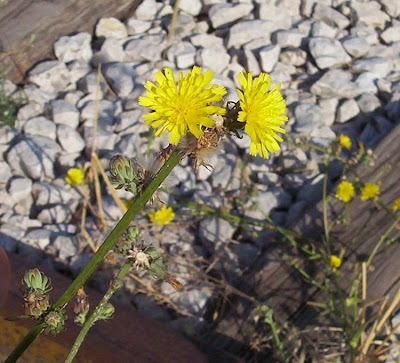 Picris hieracioides,
Aspraggine comune,
Aspraggine spinosetta,
Gemeines Bitterkraut,
hawkweed oxtongue,
Lattajola,
parracas,
picris fausse-épervière,
rapa-saias,
serralha