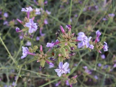 Plumbago europaea,
Caprinella,
Piombaggine,
Plumbago