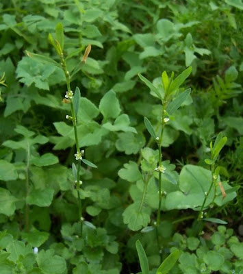 Polygonum patulum,
Bellard's smartweed,
Poligono a foglie larghe,
Red Knotgrass