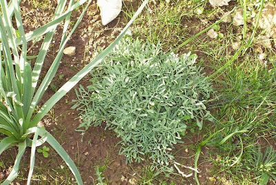 Ruta chalepensis,
fringed rue,
Rue,
Ruta d'Aleppo