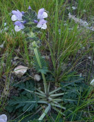 Salvia multifida,
Salvia celestina