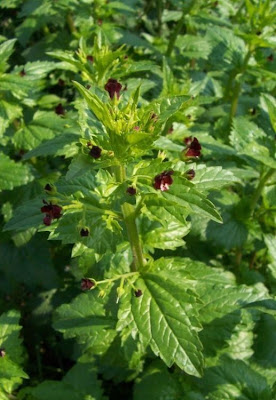 Scrophularia peregrina,
Mediterranean figwort,
Nettle Leaved Figwort,
Scrofularia annuale