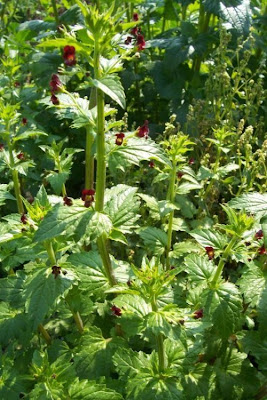 Scrophularia peregrina,
Mediterranean figwort,
Nettle Leaved Figwort,
Scrofularia annuale