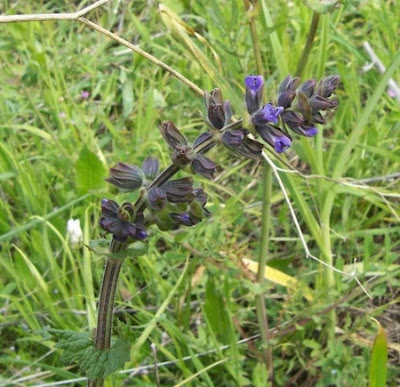 Salvia verbenaca,
Eisenkraut-Salbei,
Salvia minore,
vervain sage,
wild clary,
wild sage