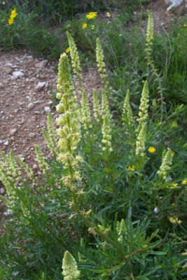 Image of Reseda lutea,
cut-leaf mignonette,
gabarro,
Gelber Wau,
hasadi,
khuzam,
minhonete,
Reseda comune,
reseda-amarela,
reseda-silvestre,
réséda jaune,
wild mignonette,
yellow mignonette Reseda lutea,
cut-leaf mignonette,
gabarro,
Gelber Wau,
hasadi,
khuzam,
minhonete,
Reseda comune,
reseda-amarela,
reseda-silvestre,
réséda jaune,
wild mignonette,
yellow mignonette