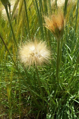 Image of Scorzonera villosa,
Scorzonera spinulosa,
Villous Viper's Grass Scorzonera villosa,
Scorzonera spinulosa,
Villous Viper's Grass