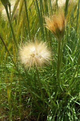 Scorzonera villosa,
Scorzonera spinulosa,
Villous Viper's Grass