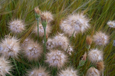 Scorzonera villosa,
Scorzonera spinulosa,
Villous Viper's Grass