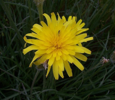 Image of Scorzonera villosa,
Scorzonera spinulosa,
Villous Viper's Grass Scorzonera villosa,
Scorzonera spinulosa,
Villous Viper's Grass