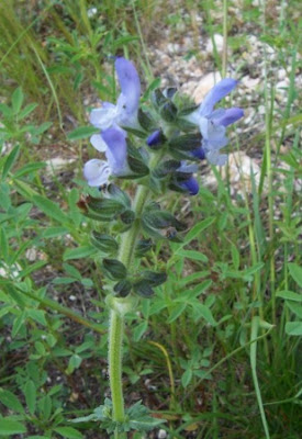 Salvia multifida,
Salvia celestina