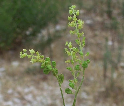 Image of Reseda lutea,
cut-leaf mignonette,
gabarro,
Gelber Wau,
hasadi,
khuzam,
minhonete,
Reseda comune,
reseda-amarela,
reseda-silvestre,
réséda jaune,
wild mignonette,
yellow mignonette Reseda lutea,
cut-leaf mignonette,
gabarro,
Gelber Wau,
hasadi,
khuzam,
minhonete,
Reseda comune,
reseda-amarela,
reseda-silvestre,
réséda jaune,
wild mignonette,
yellow mignonette