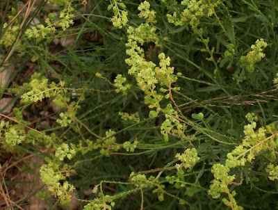 Image of Reseda lutea,
cut-leaf mignonette,
gabarro,
Gelber Wau,
hasadi,
khuzam,
minhonete,
Reseda comune,
reseda-amarela,
reseda-silvestre,
réséda jaune,
wild mignonette,
yellow mignonette Reseda lutea,
cut-leaf mignonette,
gabarro,
Gelber Wau,
hasadi,
khuzam,
minhonete,
Reseda comune,
reseda-amarela,
reseda-silvestre,
réséda jaune,
wild mignonette,
yellow mignonette