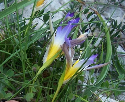 Romulea bulbocodium,
Violet Romulea,
Zafferanetto comune