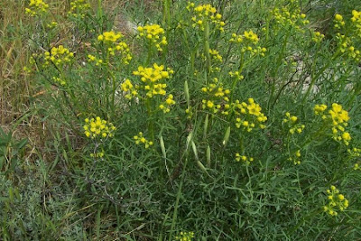 Ruta chalepensis,
fringed rue,
Rue,
Ruta d'Aleppo