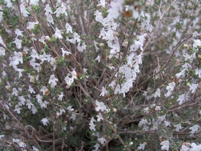 Satureja cuneifolia,
Santoreggia pugliese