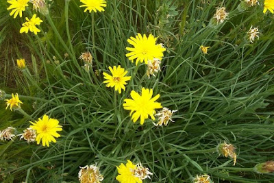 Scorzonera villosa,
Scorzonera spinulosa,
Villous Viper's Grass