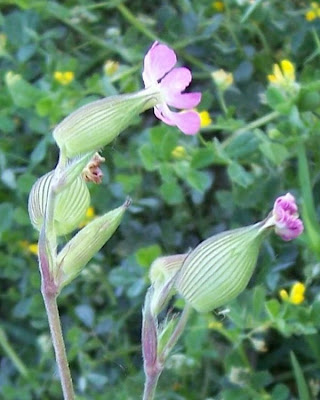 Silene conica,
sand catchfly,
Silene conica,
Striated Catchfly,
striped corn catchfly