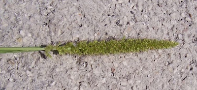 Setaria verticillata,
almorejo,
bristly foxtail,
bur bristle grass,
bur bristlegrass,
bur grass,
hooked bristlegrass,
Pabbio verticillato,
pega-saias,
rough bristle grass,
sétaire verticillée,
Wirtel-Borstenhirse