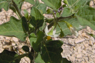 Solanum nigrum,
black nightshade,
common nightshade,
deadly nightshade,
Erba morella,
erva-moira,
erva-moura,
garden nightshade,
hierba mora,
Morella comune,
morelle noire,
pimenta-de-galinha,
poisonberry,
rva-moura