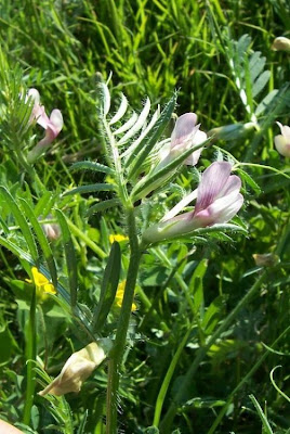 Vicia lutea,
arvejón,
ervilhaca-amarela,
Gelbe Wicke,
smooth yellow vetch,
Veccia gialla,
vesce jaune,
yellow vetch