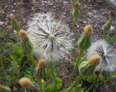 Urospermum dalechampii,
Amarago,
Boccione maggiore,
Golden Fleece,
Lattugaccio