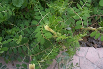 Vicia hybrida,
haba falsa,
hairy yellow vetch,
Veccia pelosa,
vesce hybride