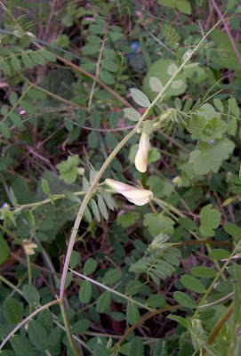 Vicia hybrida,
haba falsa,
hairy yellow vetch,
Veccia pelosa,
vesce hybride