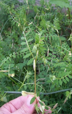 Vicia hybrida,
haba falsa,
hairy yellow vetch,
Veccia pelosa,
vesce hybride