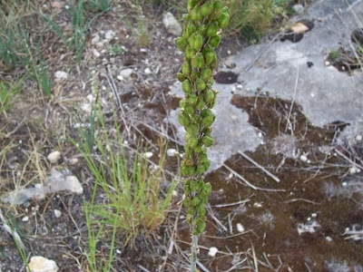 Urginea maritima,
Meerzwiebel,
red squill,
red-squill,
Scilla marittima,
sea-onion,
sea-squill,
squill,
Squilla,
White Squill