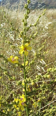 Verbascum sinuatum,
Verbasco sinuoso,
Wavy Leaved Mullein,
wavyleaf mullein