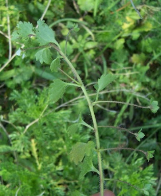 Veronica cymbalaria,
gallinita blanca,
glandular speedwell,
Pale Speedwell,
Veronica a foglie di Cimbalaria,
véronique cymbalaire,
Zymbelkraut-Ehrenpreis
