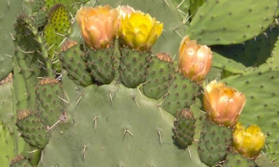 Opuntia ficus-indica,
Barbary fig,
Barbary-fig,
boereturksvy,
chumba,
chumbera,
Feigenkaktus,
Fico d'India,
Ficodindia,
figo-da-Espanha,
figo-da-Índia,
figueira-da-Barbária,
figuier d'Inde,
figuier de Barbarie,
grootdoringturksvy