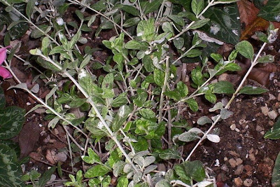 Teucrium fruticans,
Camedrio femmina,
shrubby germander,
tree germander