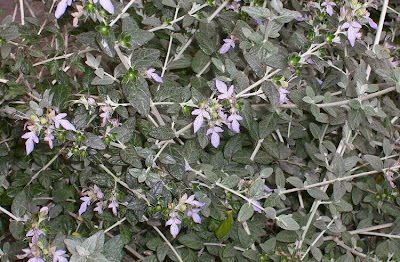 Teucrium fruticans,
Camedrio femmina,
shrubby germander,
tree germander