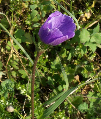Anemone coronaria,
Anemone dei fiorai,
lilies-of-the-field,
Poppy Flowered Anemone