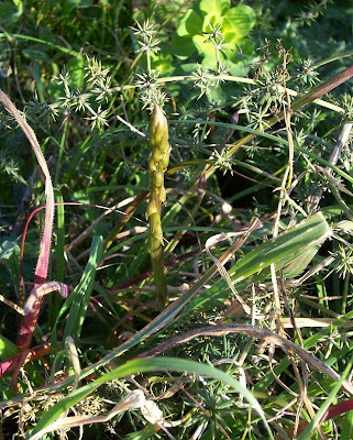 Asparagus acutifolius,
Asparago pungente,
Wild Asparagus