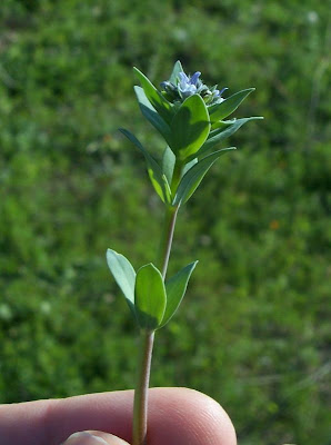 Linaria micrantha,
Linajola minima