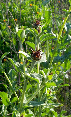 Centaurea centauroides,
Fiordaliso di Basilicata