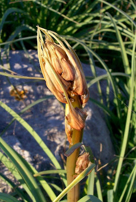 Asphodelus microcarpus,
Asfodelo mediterraneo,
Porraccio