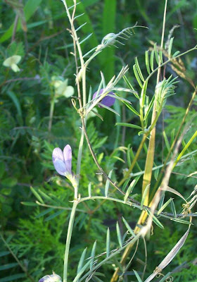 Vicia peregrina,
broad-pod vetch,
ervilhaca-dos-campos,
Landstreicher-Wicke,
Slender Leaved Vetch,
Veccia smussata,
vesce voyageuse,
veza peregrina,
wandering vetch