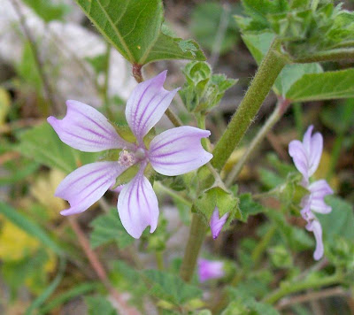 Lavatera cretica,
Cornish mallow,
Cretan-hollyhock,
Kretische Strauchpappel,
lavatéra de Crête,
malva-bastarda,
Malvone di Creta,
Smaller Tree Mallow