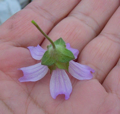 Lavatera cretica,
Cornish mallow,
Cretan-hollyhock,
Kretische Strauchpappel,
lavatéra de Crête,
malva-bastarda,
Malvone di Creta,
Smaller Tree Mallow