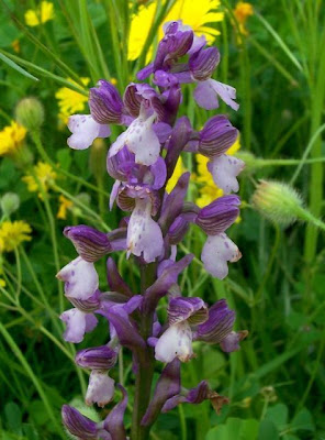Orchis morio,
Giglio caprino,
Green Winged Orchid,
green-winged orchid,
Orchide minore,
Pan di Cuculo,
Salep