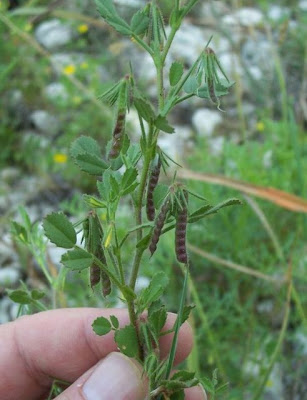 Ononis ornithopodioides,
Bird Restharrow,
Ononide simile all'uccellina