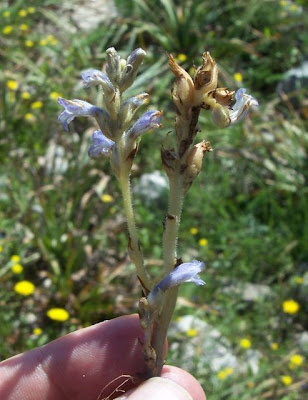 Orobanche ramosa,
branched broomrape,
erva-toira-ramosa,
erva-toura,
Hanfwürger,
hemp broomrape,
hierba tora,
jopo,
orobanche rameuse,
phélipée rameuse,
phélipée rameuse,
Succiamele ramoso,
ästige Sommerwurz